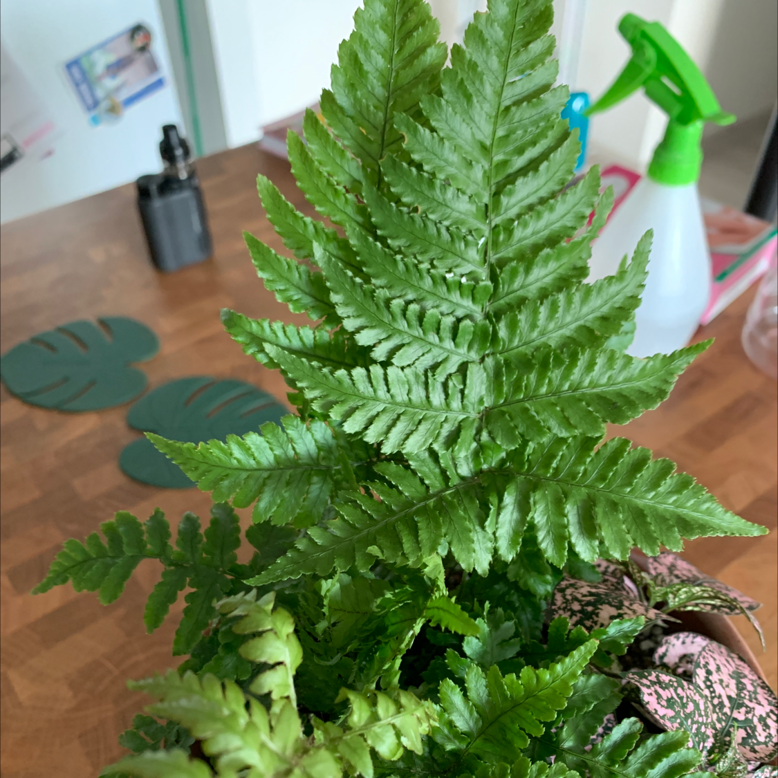 Photo of the plant species Male-Fern by @nanapants named Anne on Greg, the plant care app