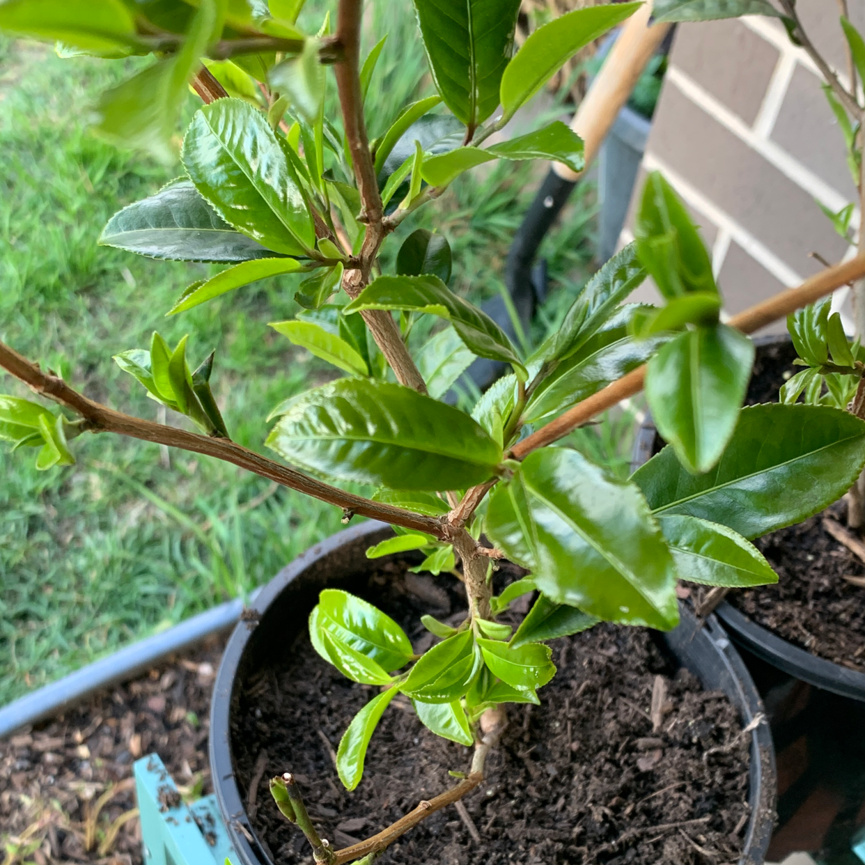 Photo of the plant species Tea by Anorn named Gemini on Greg, the plant care app