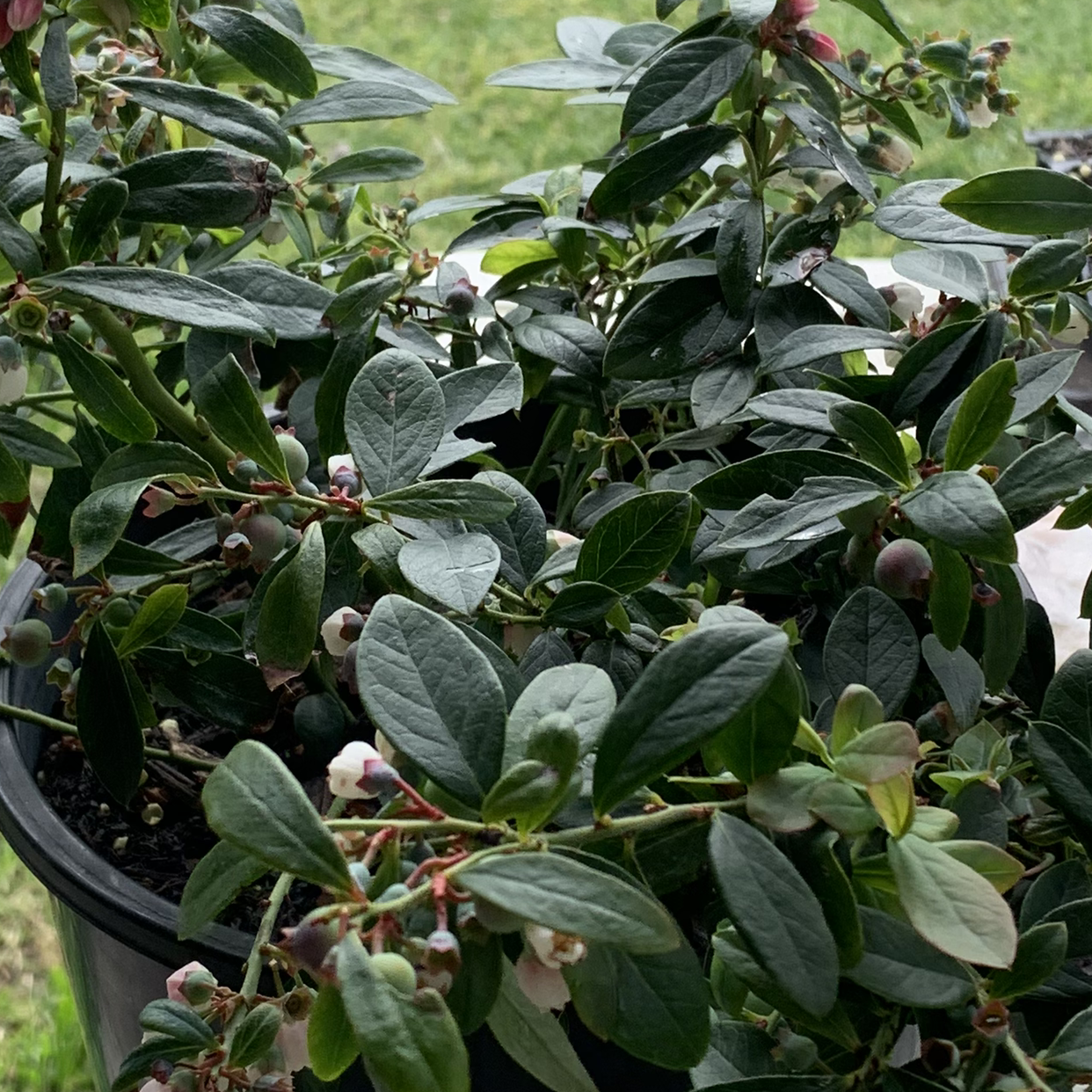 American Blueberry plant photo by Anorn named Queen on Greg, the plant care app.