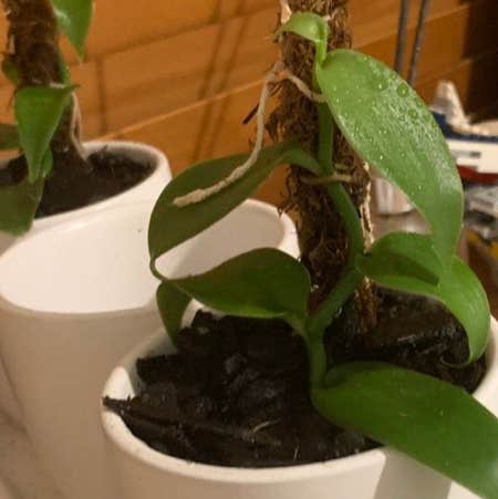 Photo of the plant species Flat Leafed Vanilla by Anorn named Leo on Greg, the plant care app
