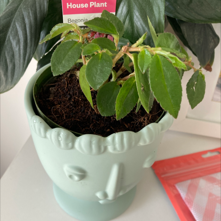 Photo of the plant species Pendula Begonia by Aimee named His hair on Greg, the plant care app