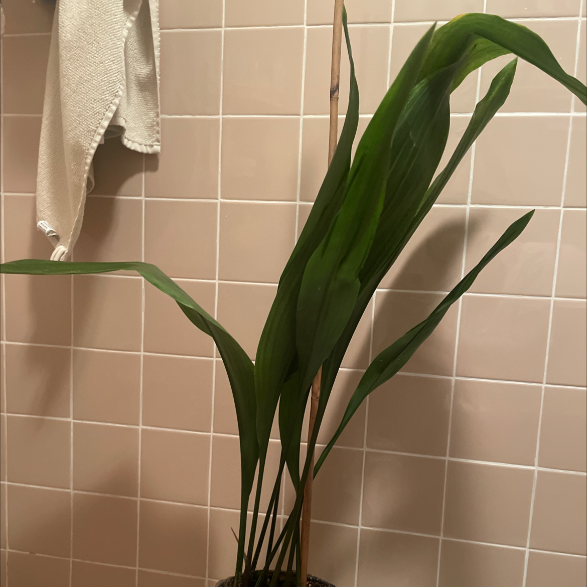 Photo of the plant species Cast Iron Plant by @I.wet.my.plants named Luna on Greg, the plant care app