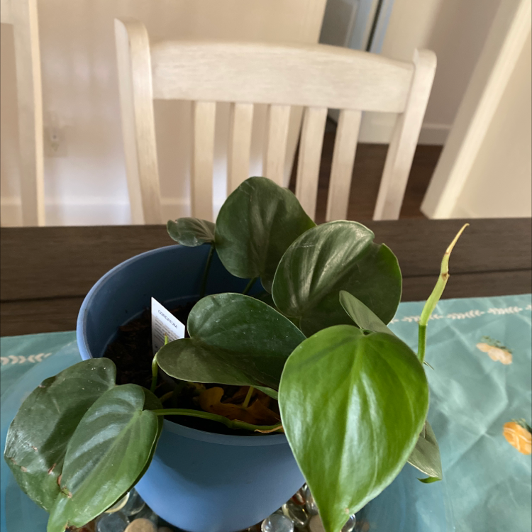 Philodendron cordatum in a blue pot on a table, healthy green leaves.