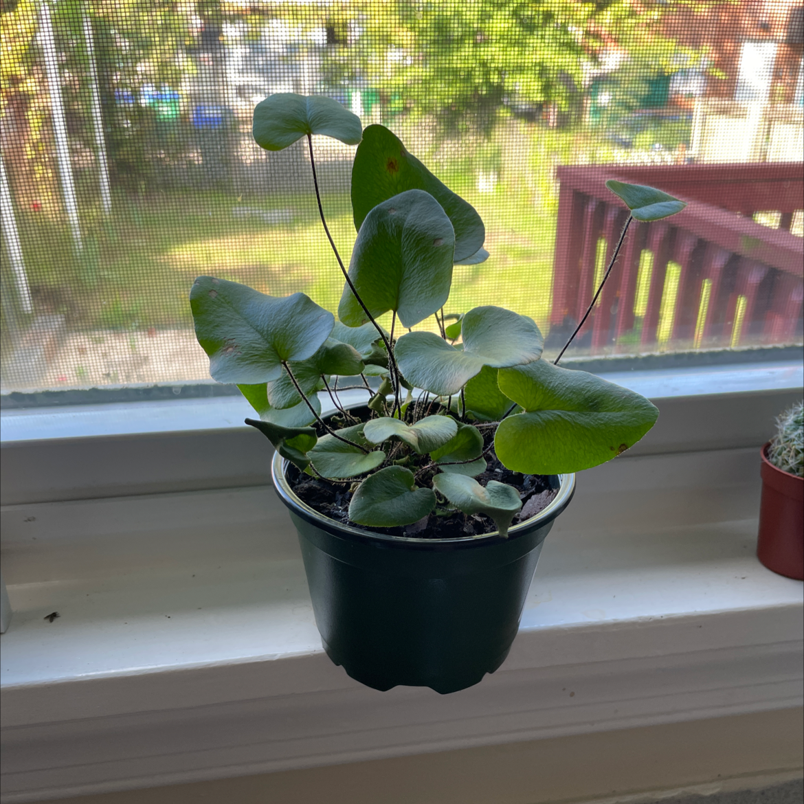 Potted Golden Leather Fern on a windowsill with green leaves and visible soil.