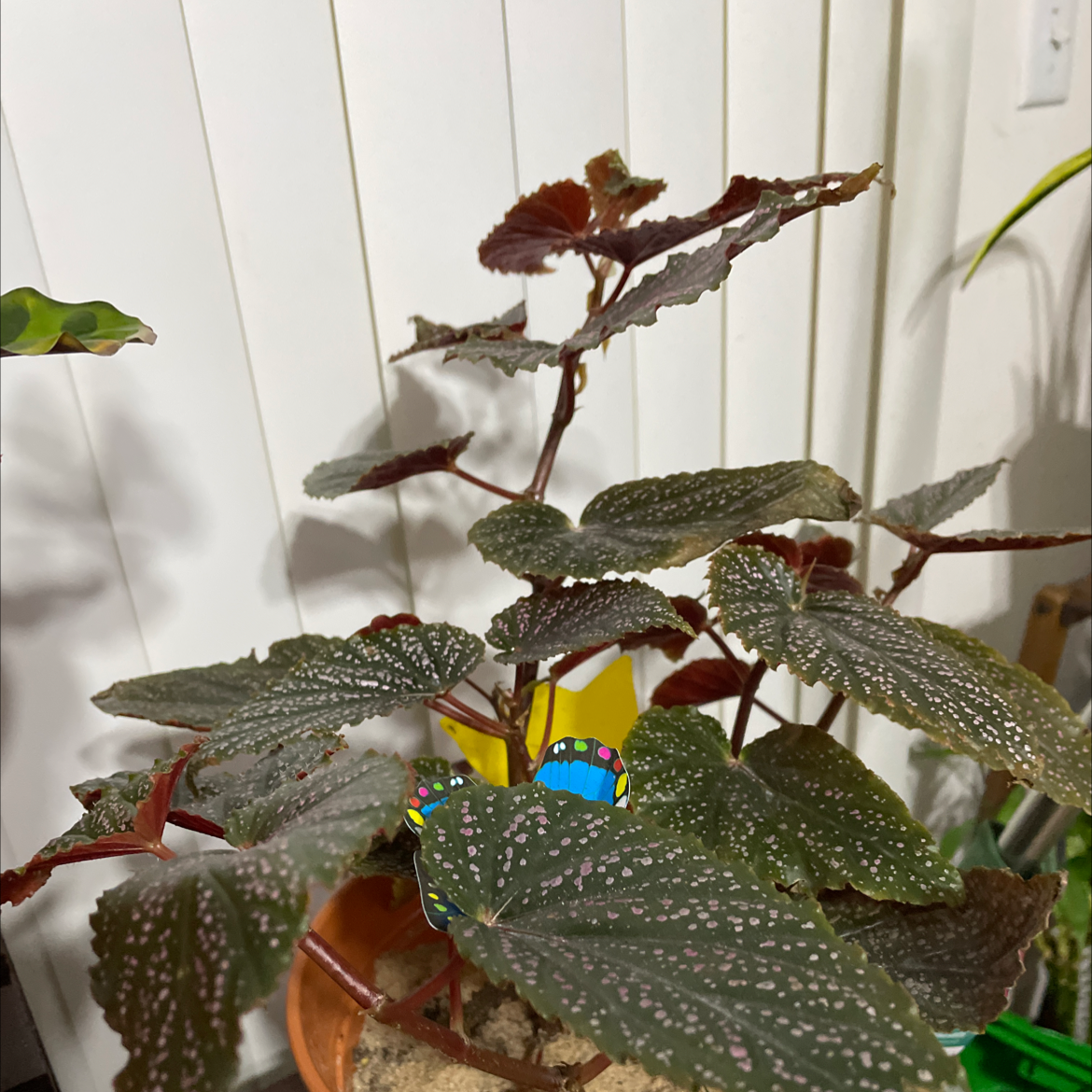 Begonia 'Benigo Pink' plant with dark green leaves and white spots in a pot with visible soil.