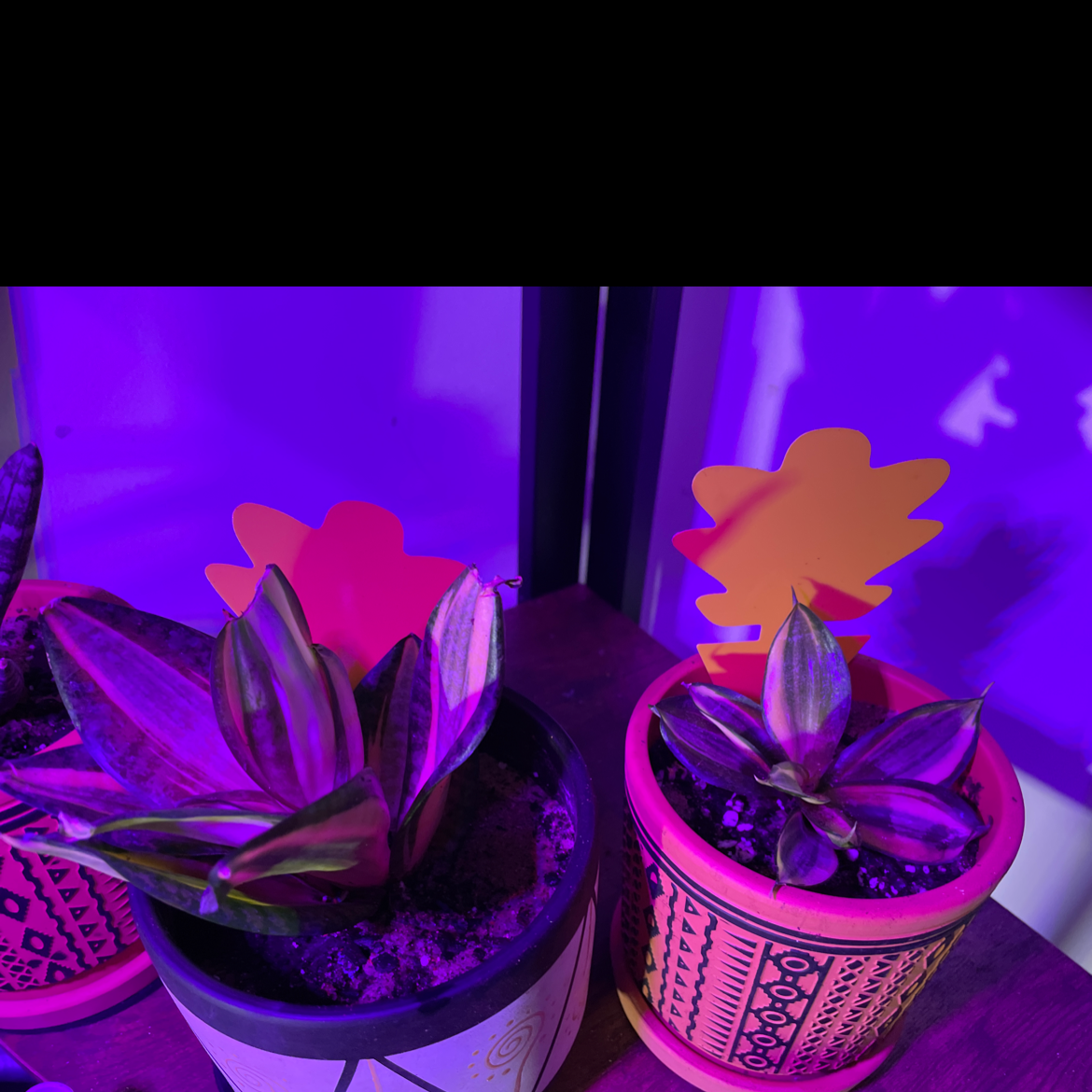 Two potted Bird's Nest Snake Plants under purple lighting.