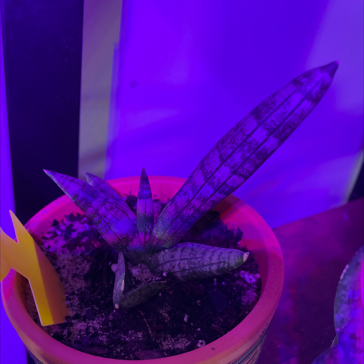 Photo of the plant species Starfish Snake Plant by @Ti named Starfish on Greg, the plant care app