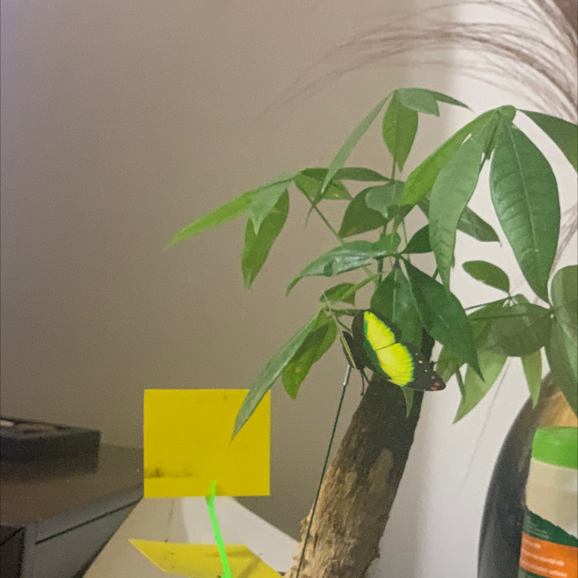 Money Tree plant photo by @Ti named Mula$ on Greg, the plant care app.