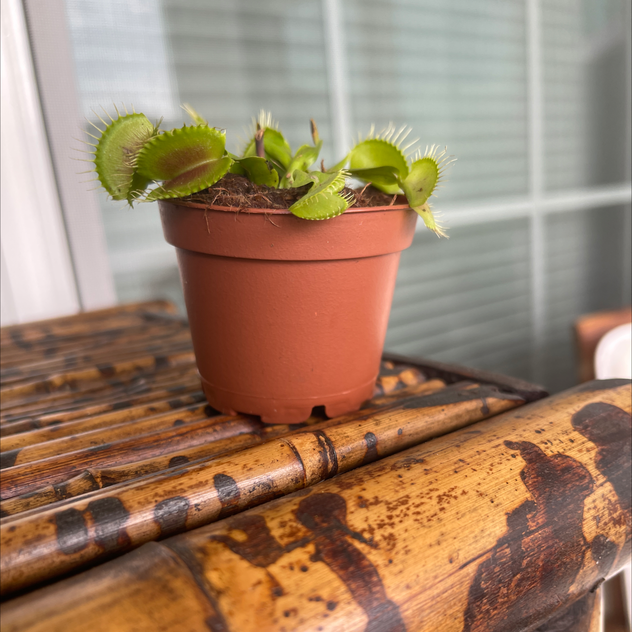 Red Piranha plant photo by @DivineTreasures named Planty on Greg, the plant care app.