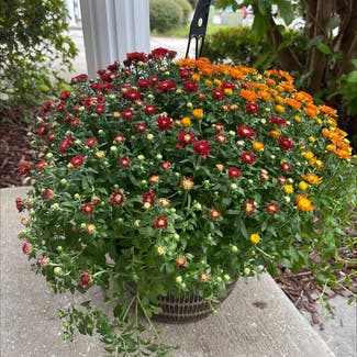 Florist's Daisy plant in Biloxi, Mississippi
