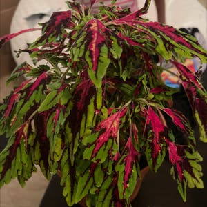 Coleus plant photo by @DivineTreasures named Lani on Greg, the plant care app.