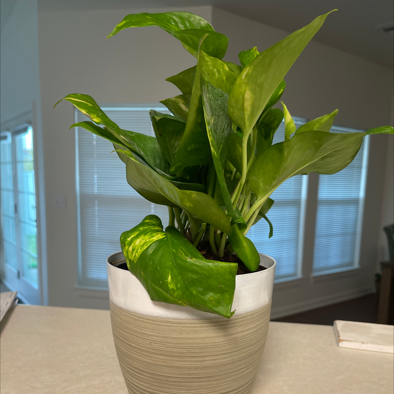 Taro Vine plant photo by @DivineTreasures named Xena on Greg, the plant care app.
