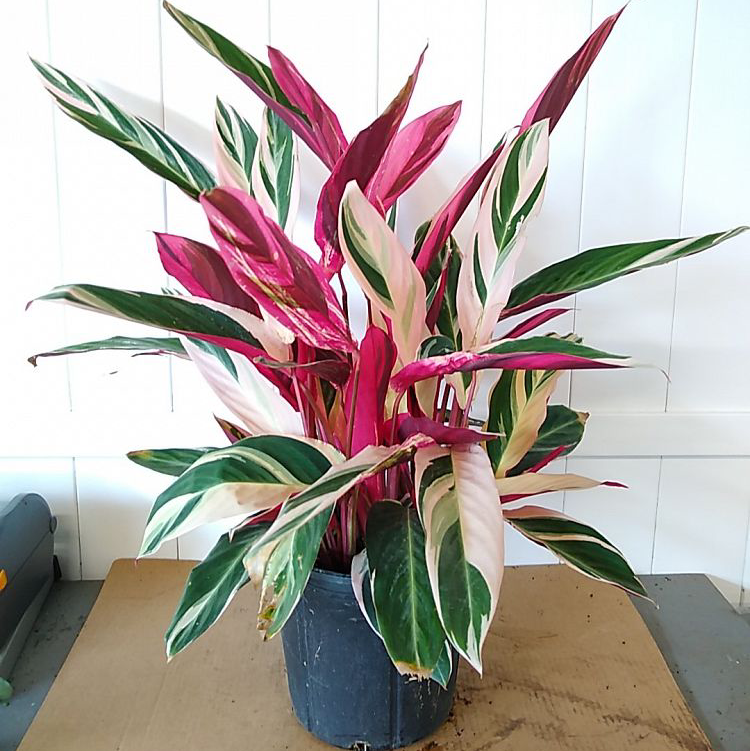 Stromanthe sanguinea 'Tricolor' plant photo by @DivineTreasures named Rosa on Greg, the plant care app.