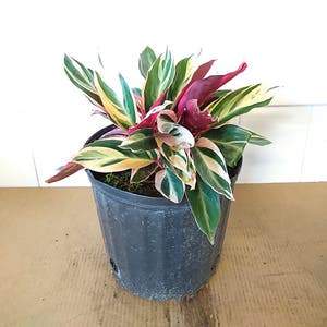 Stromanthe sanguinea 'Tricolor' plant photo by @DivineTreasures named Scarlett on Greg, the plant care app.