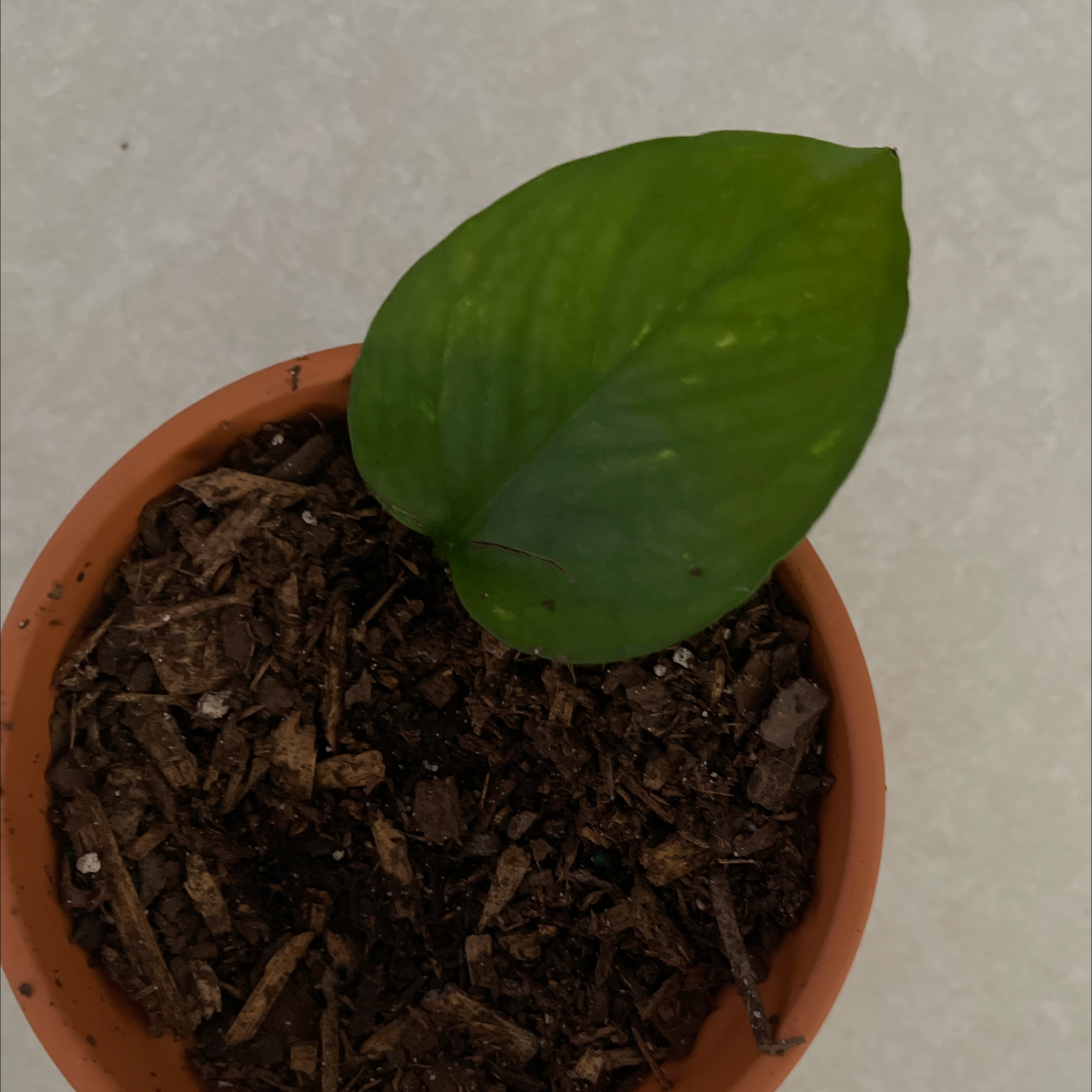 Taro Vine plant photo by @DivineTreasures named Uno on Greg, the plant care app.
