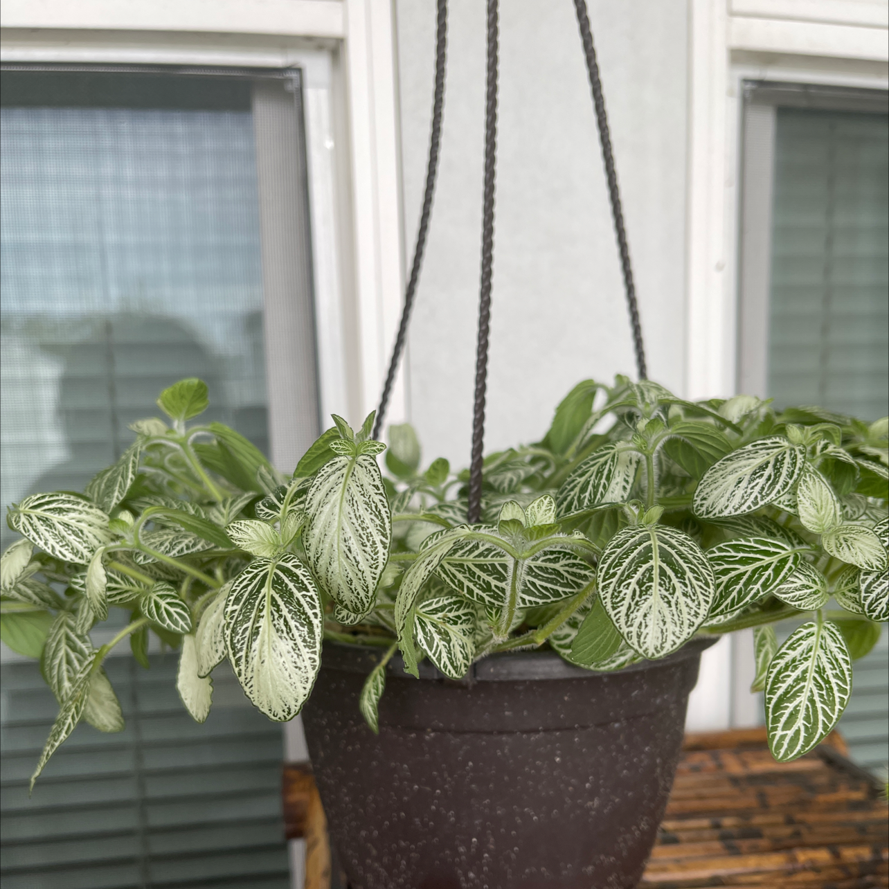 Nerve Plant plant photo by @DivineTreasures named Miley on Greg, the plant care app.