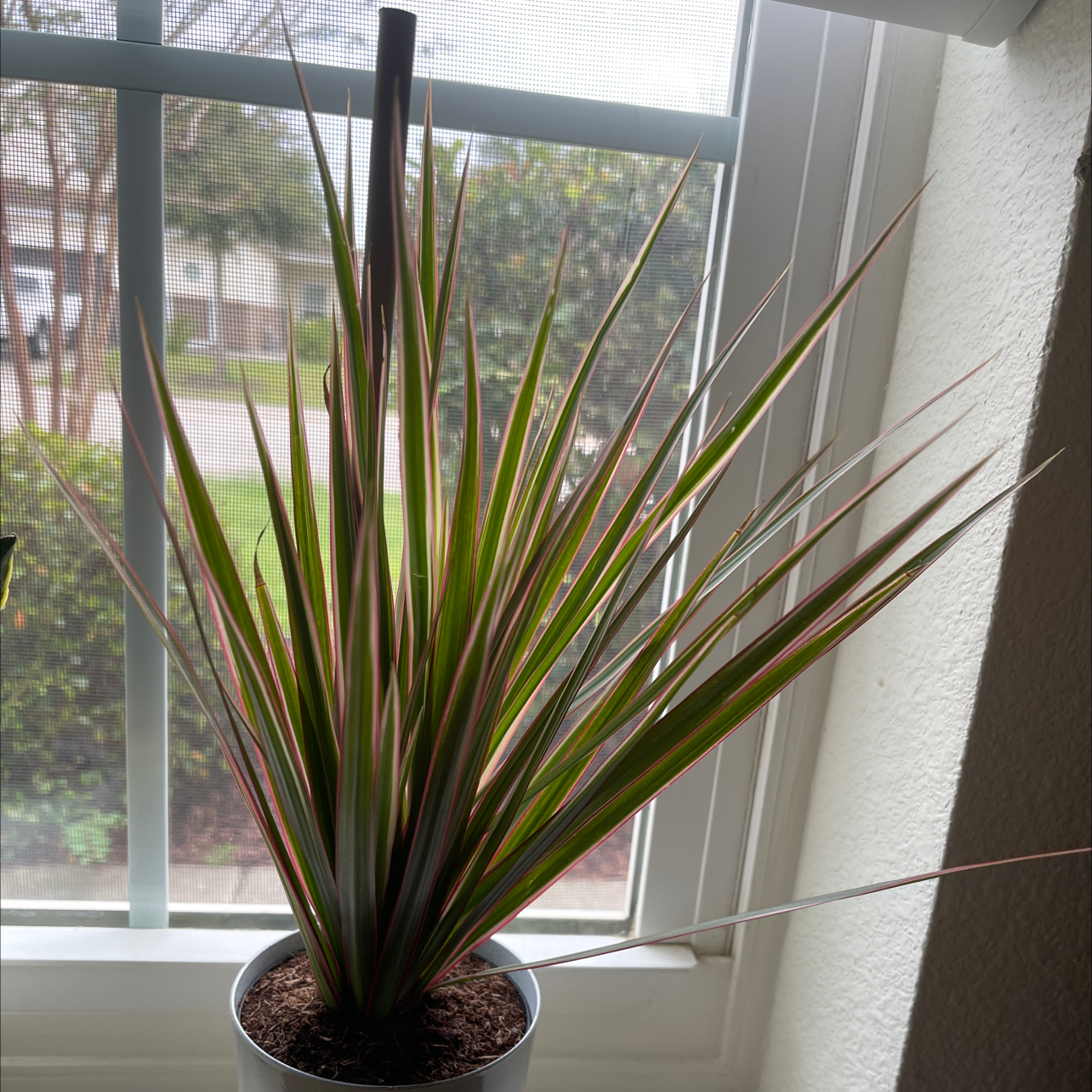 Song of India plant photo by @DivineTreasures named Sahara on Greg, the plant care app.