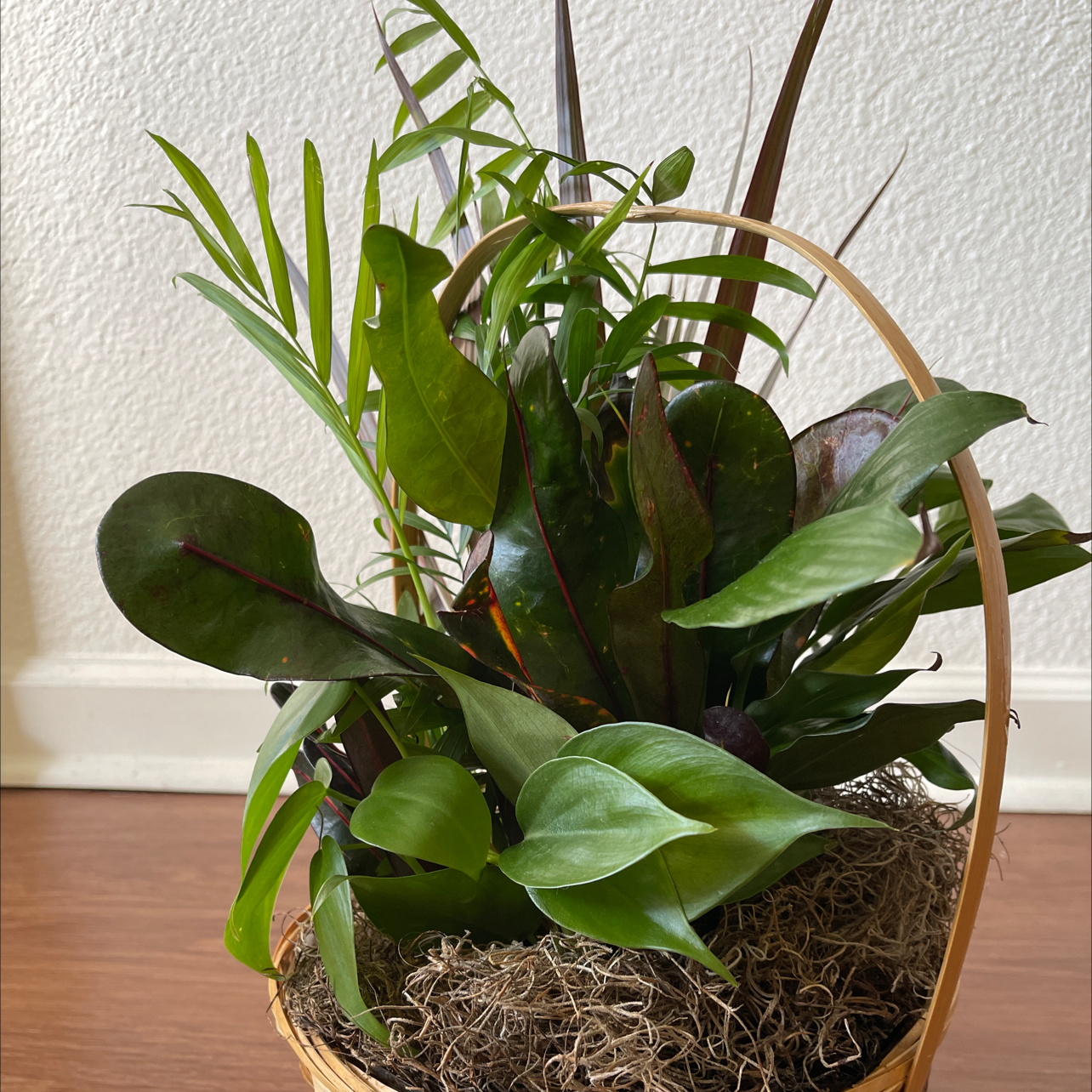 Blushing Philodendron plant photo by @DivineTreasures named Crystal on Greg, the plant care app.