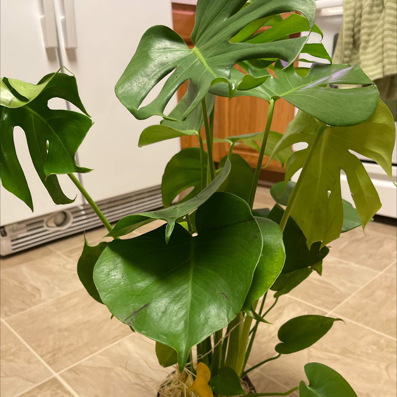 Monstera plant photo by @DivineTreasures named Queeny on Greg, the plant care app.