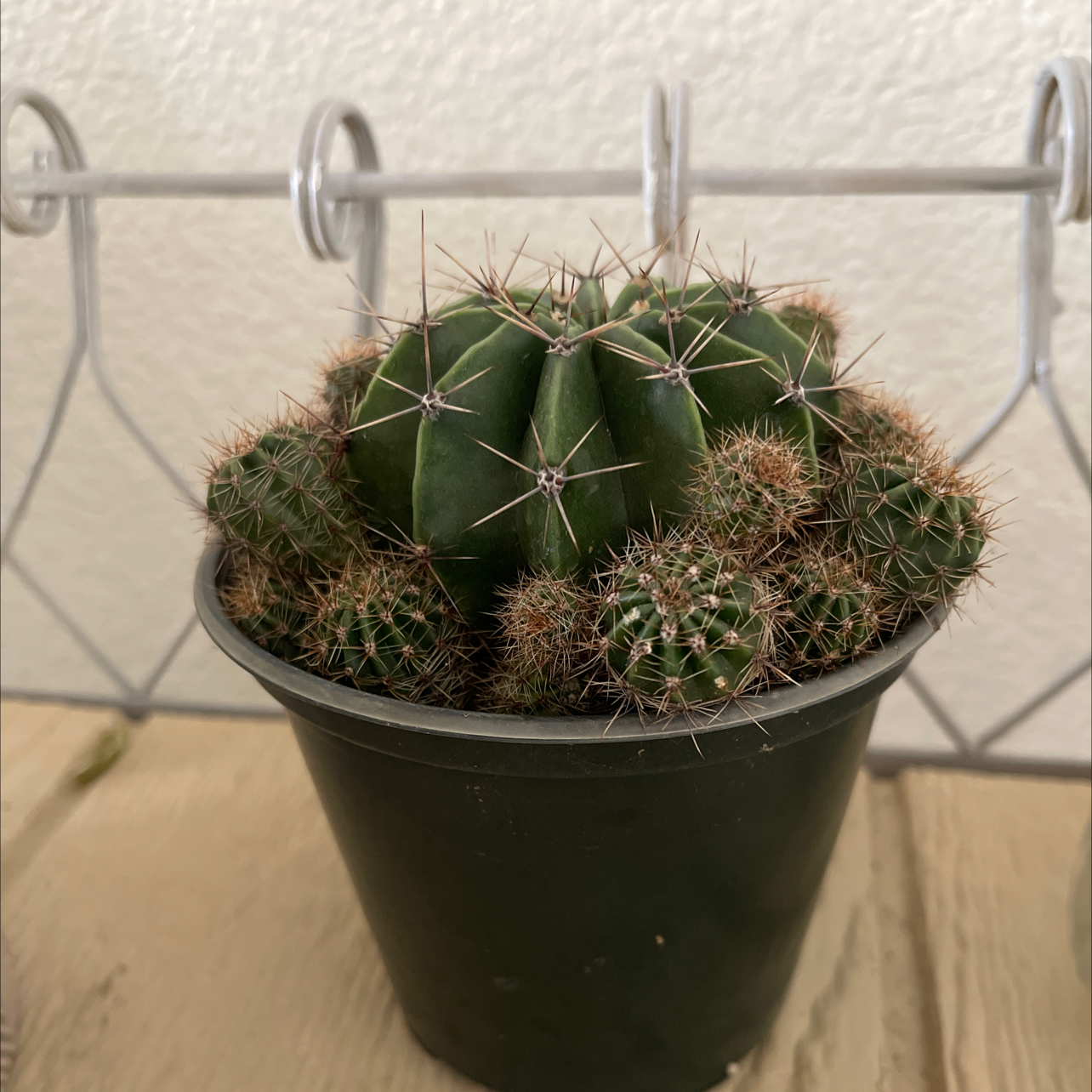 Golden Barrel Cactus plant photo by @DivineTreasures named Remington on Greg, the plant care app.