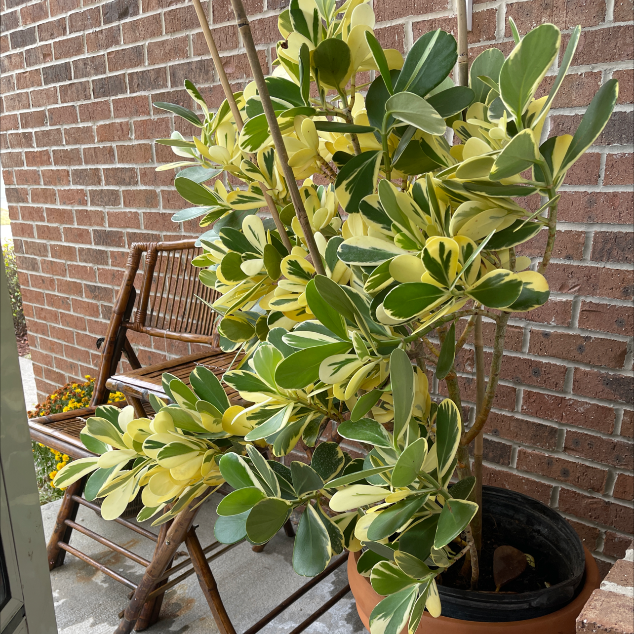 Dwarf Clusia plant with variegated leaves in a pot against a brick wall.