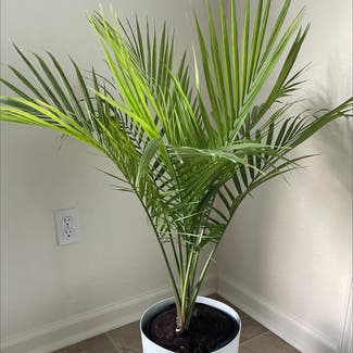 Majesty Palm plant in Biloxi, Mississippi