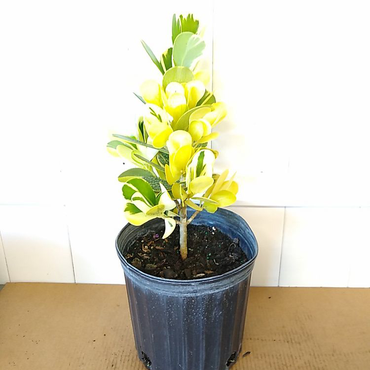 Dwarf clusia plant photo by @DivineTreasures named Junior on Greg, the plant care app.