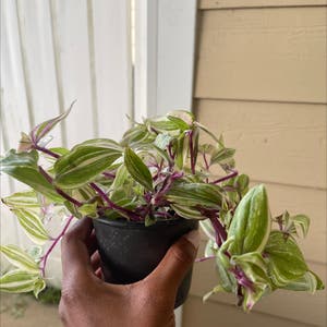 Tradescantia Nanouk plant photo by Divinetreasures named Maria on Greg, the plant care app.