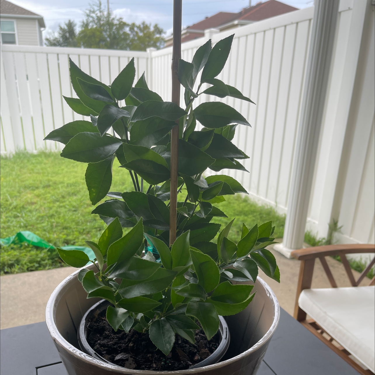 Meyer Lemon Tree plant photo by @DivineTreasures named Edward on Greg, the plant care app.