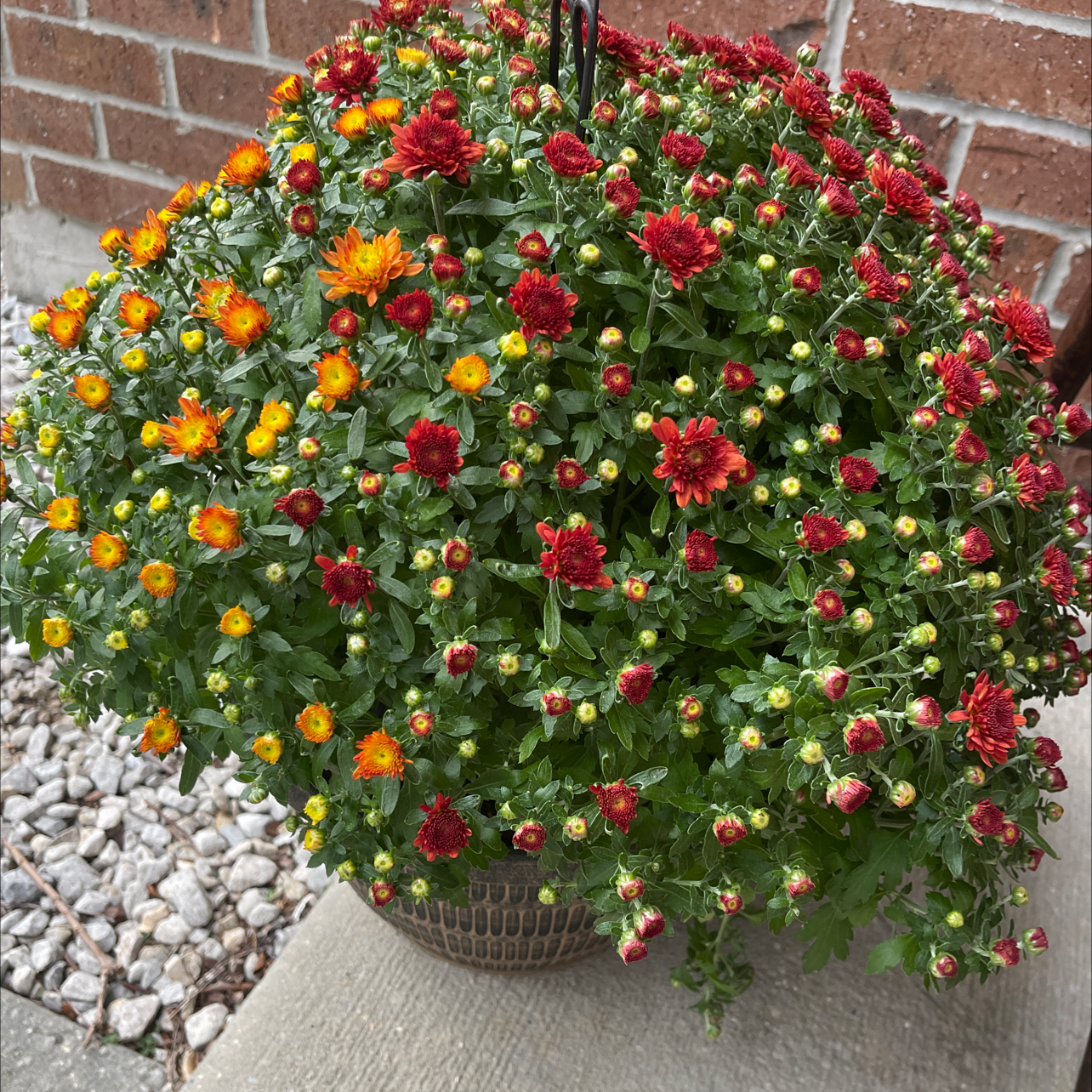 Florist's Daisy plant photo by @DivineTreasures named Toni on Greg, the plant care app.