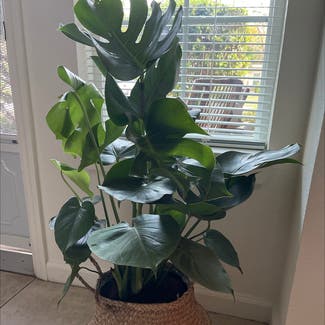Monstera plant in Lebanon, Tennessee