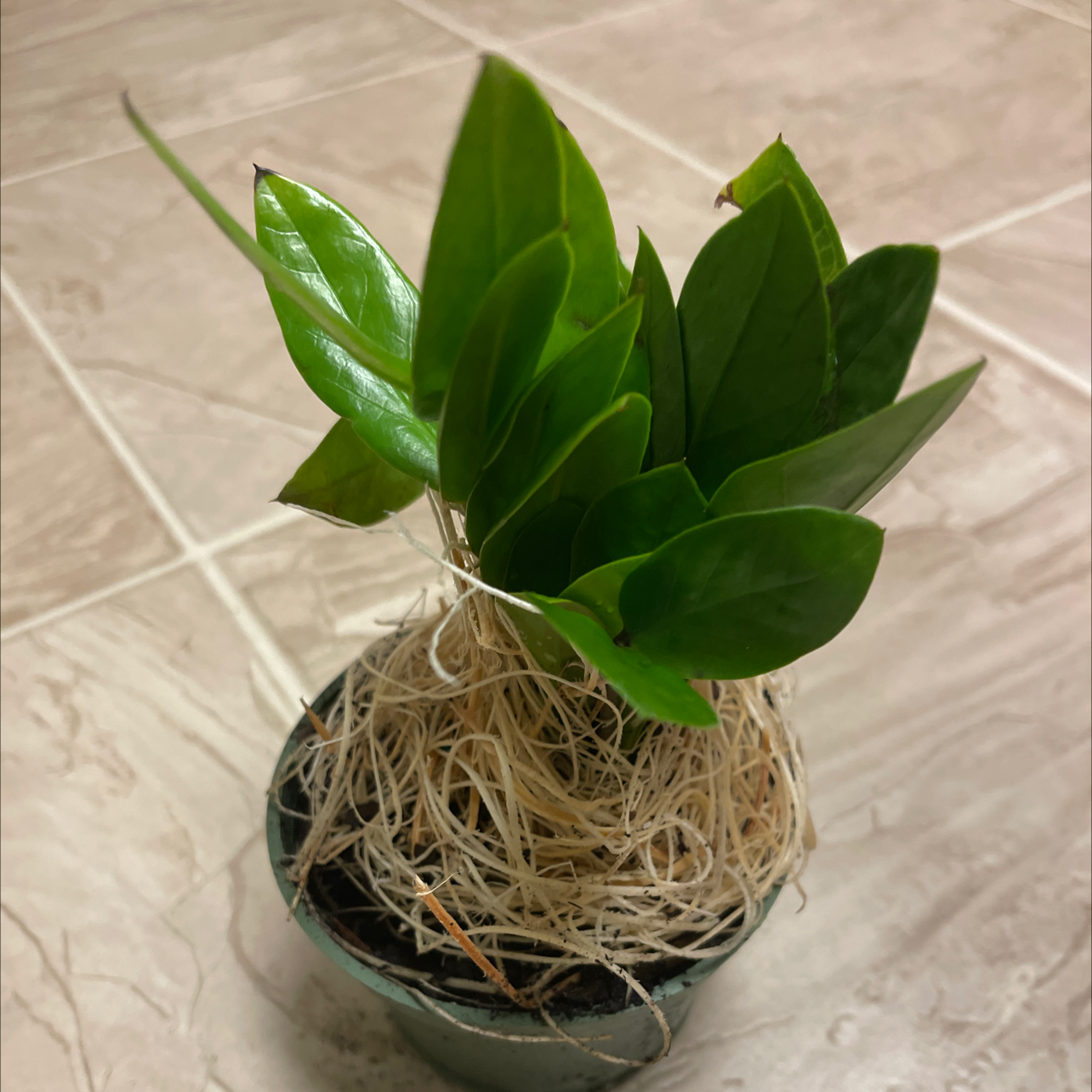 Zamioculcas Zamiifolia plant photo by @DivineTreasures named Sleepy on Greg, the plant care app.