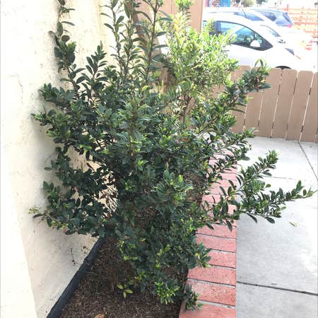 Photo of the plant species Emerald Colonnade Holly by Amanda named Emerald Colonnade on Greg, the plant care app
