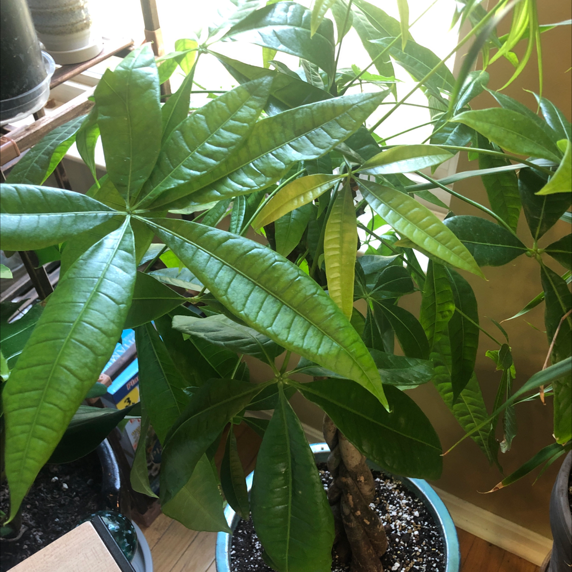 Money Tree plant photo by Hootie hoot named Money tree on Greg, the plant care app.