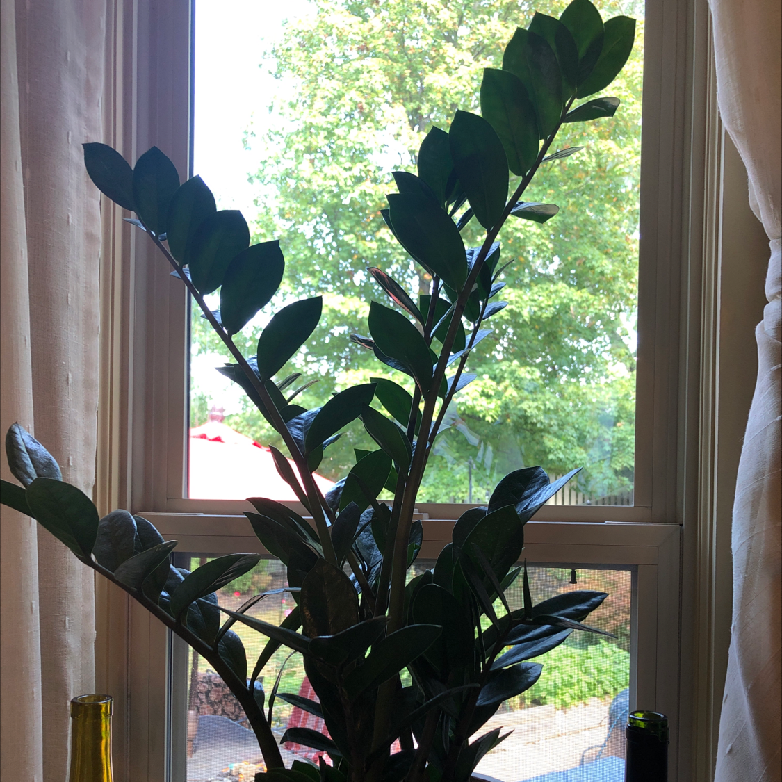 Zamioculcas Zamiifolia plant photo by Hootie hoot named Lil ZZ on Greg, the plant care app.
