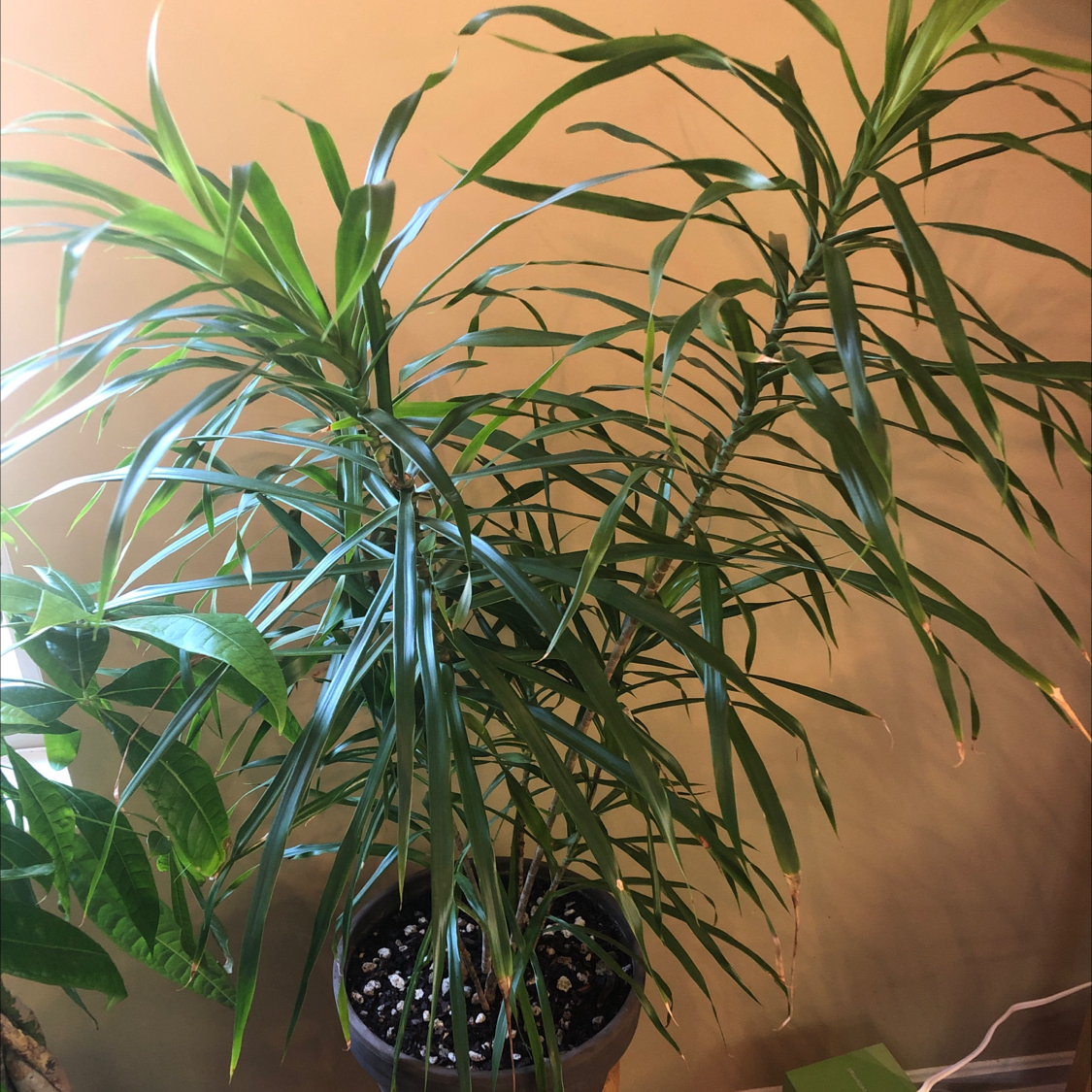 Song of India plant photo by Hootie hoot named Steve on Greg, the plant care app.