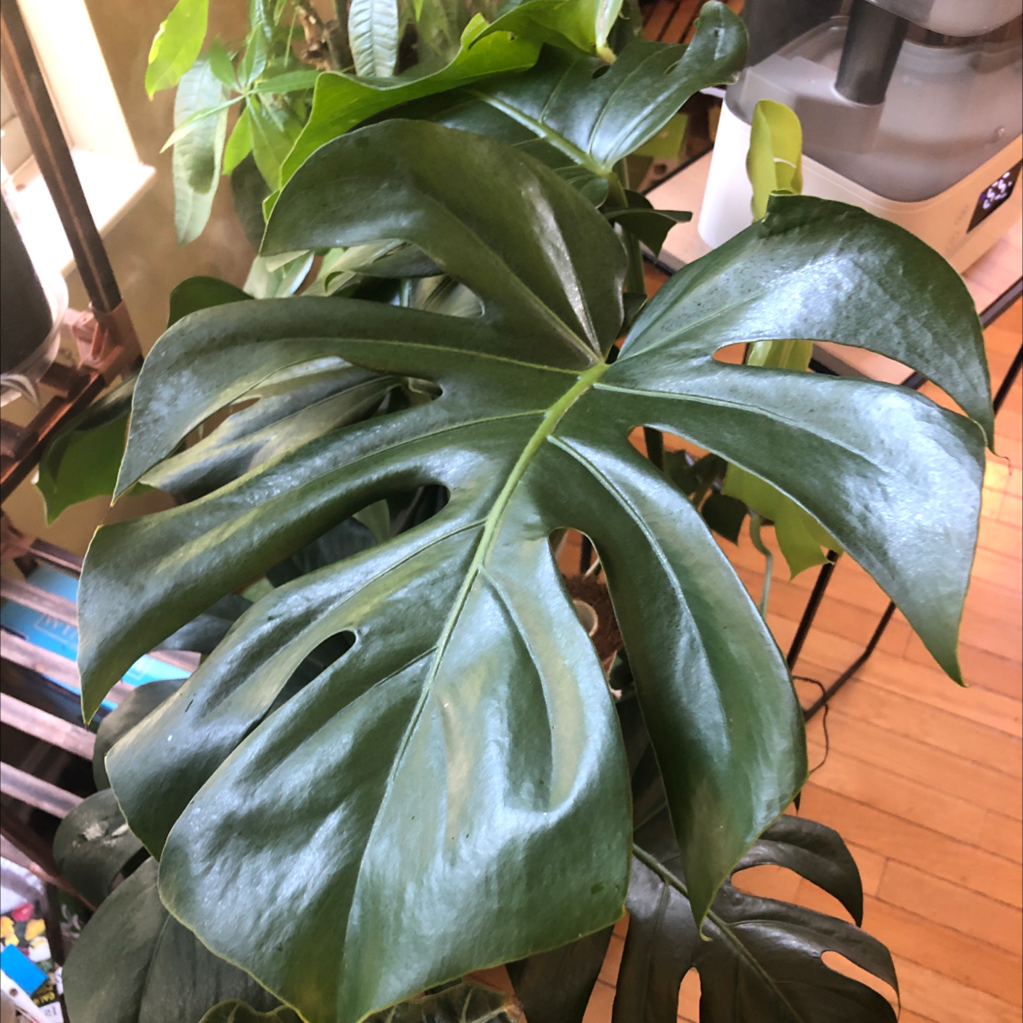 Monstera plant photo by Hootie hoot named Monstera deliciosa on Greg, the plant care app.