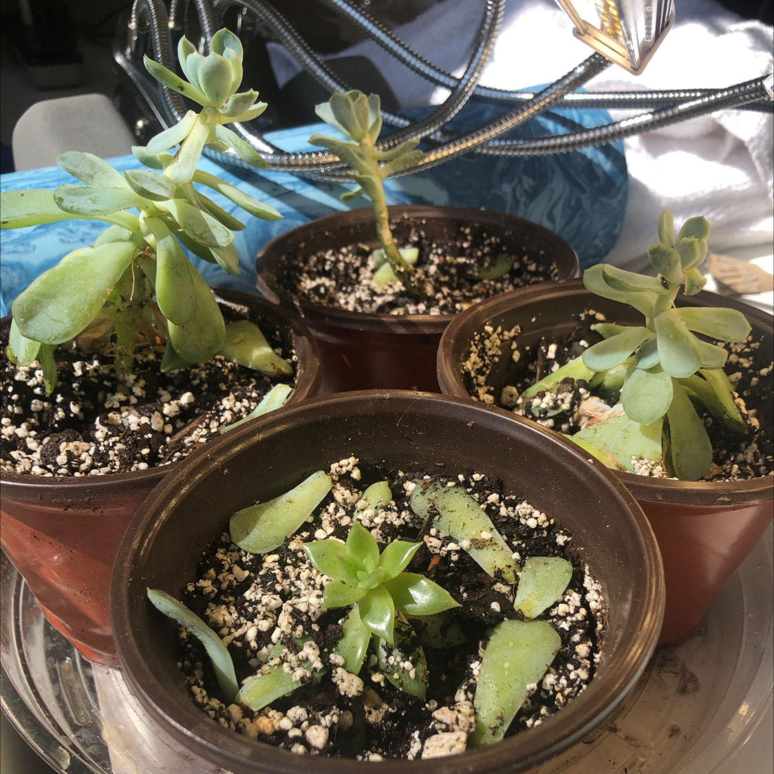 Blue Echeveria plant photo by Hootie hoot named Echeveria on Greg, the plant care app.