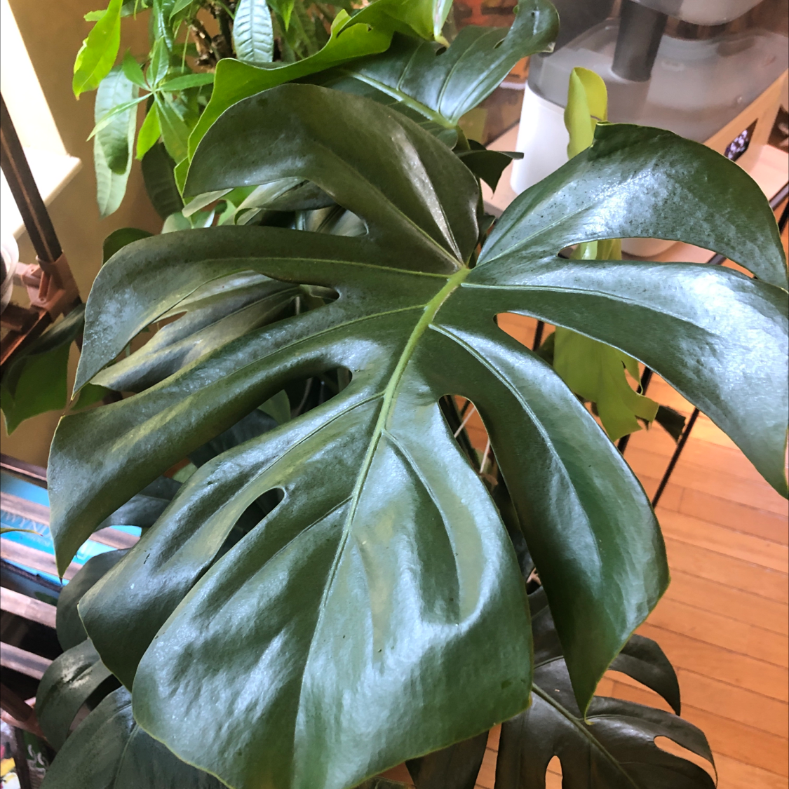 Monstera plant photo by Hootie hoot named Monstera deliciosa on Greg, the plant care app.
