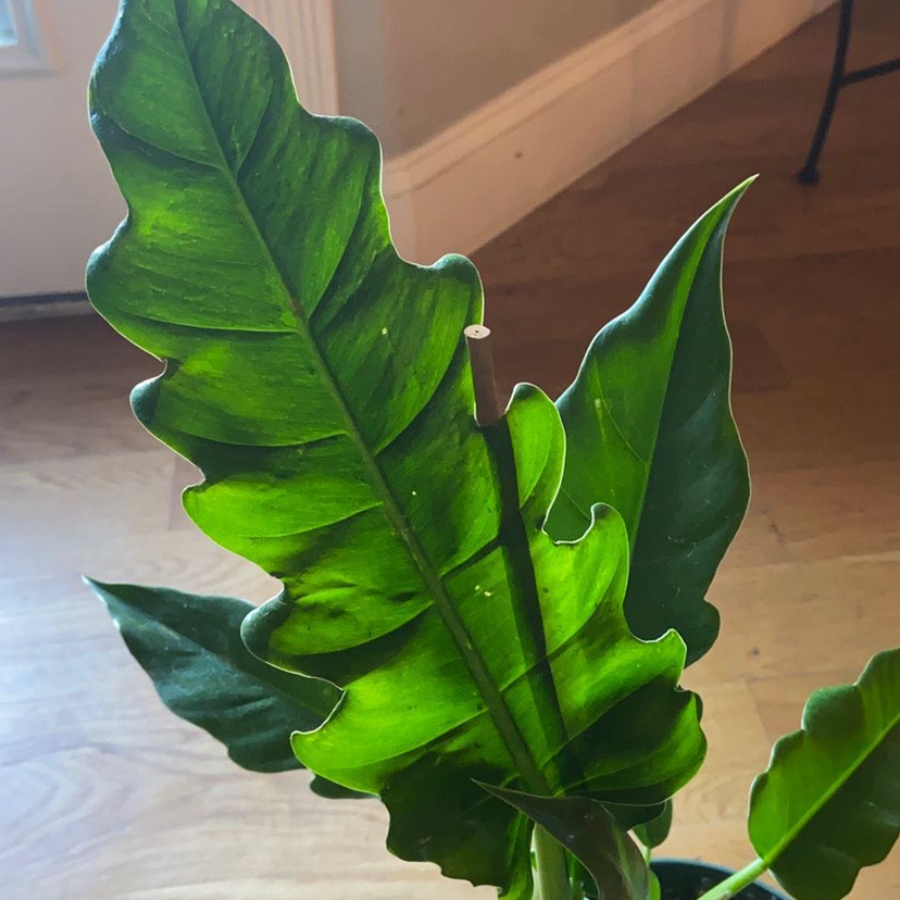 Philodendron Narrow Tiger Tooth plant with vibrant green leaves, well-framed and in focus.