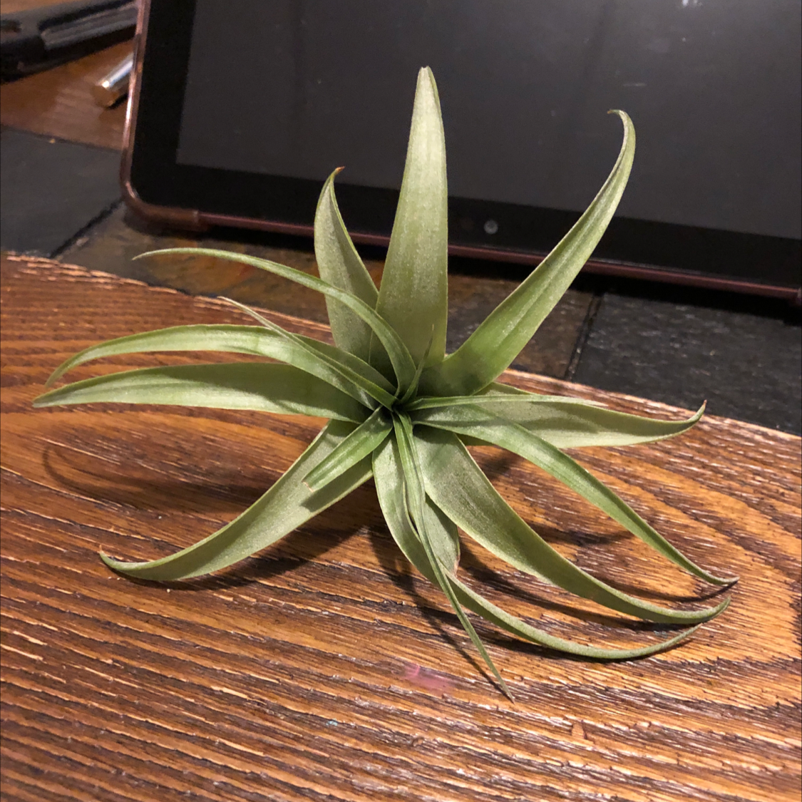 Brachycaulos Green Air Plant on a wooden surface, appears healthy.