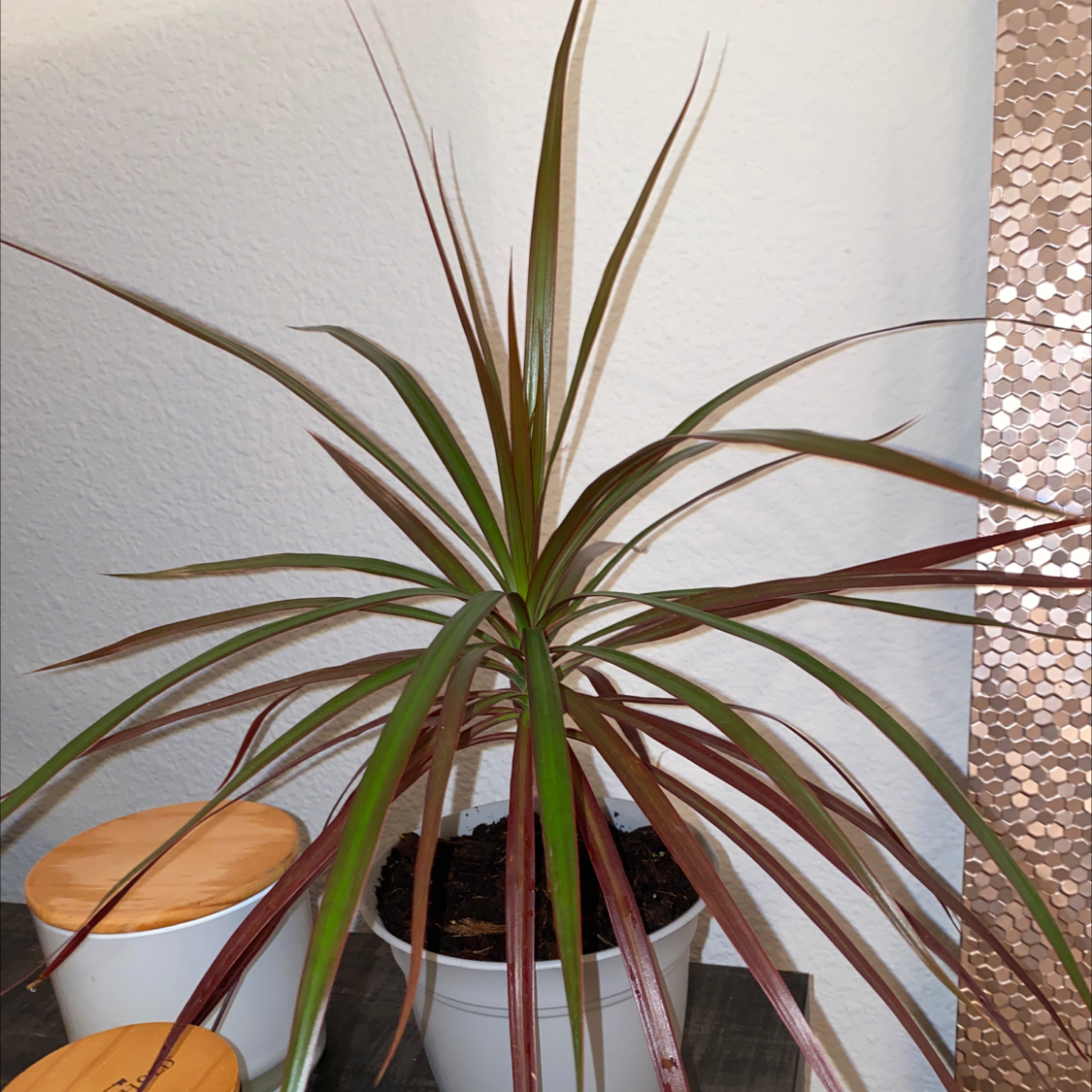 Magenta Dragon Tree in a white pot with visible soil, healthy green and magenta leaves.