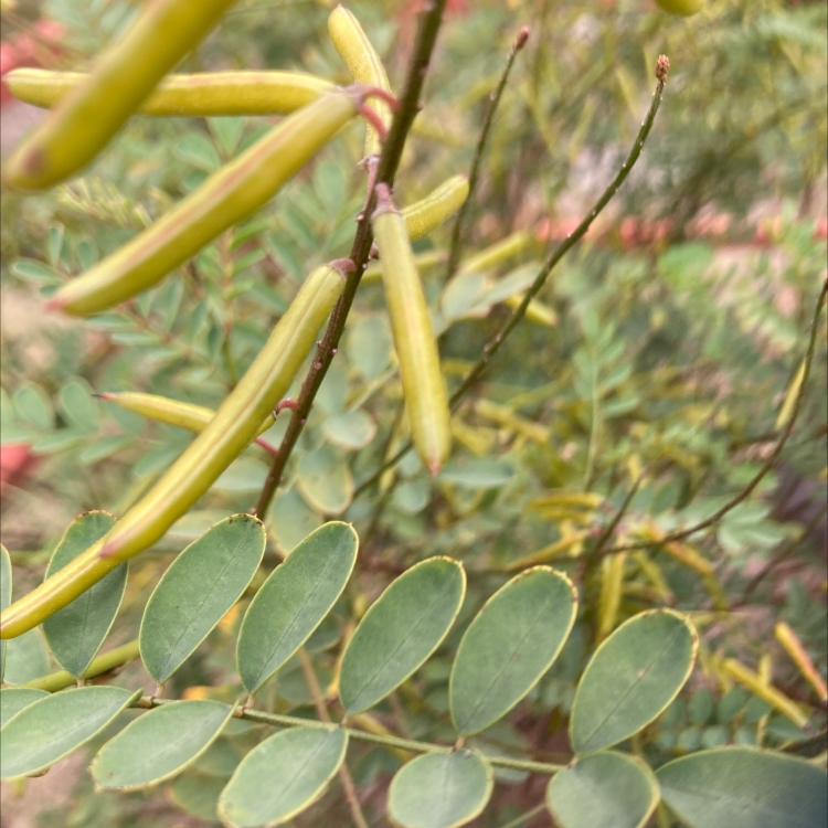 Close-up of a Dwarf Poinciana plant with seed pods and pinnate leaves.