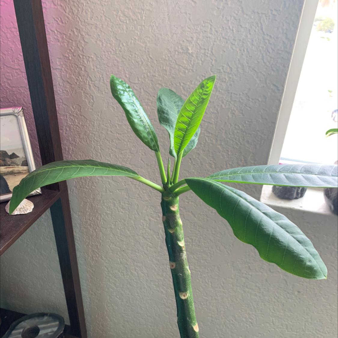 Red Frangipani plant with green leaves indoors near a window.