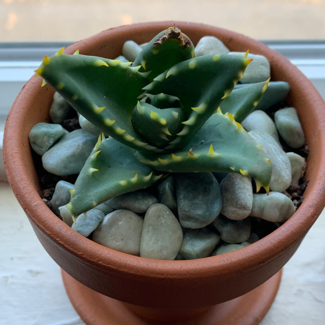 Short-Leaved Aloe plant in a terracotta pot with stones covering the soil.