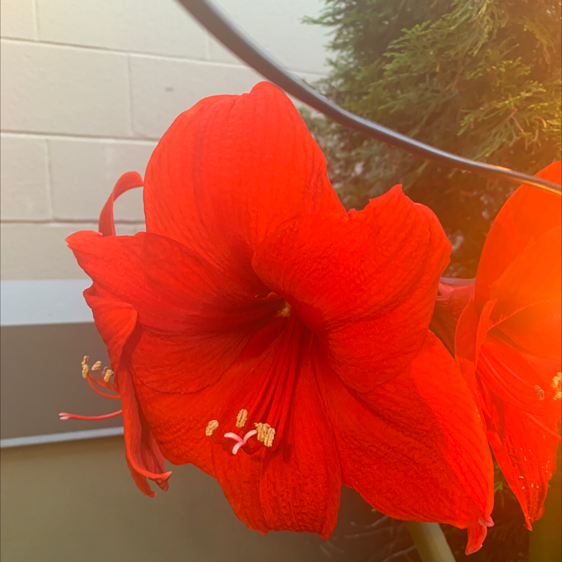 Vibrant red Chinese Hibiscus flower with detailed petals and visible stamens.