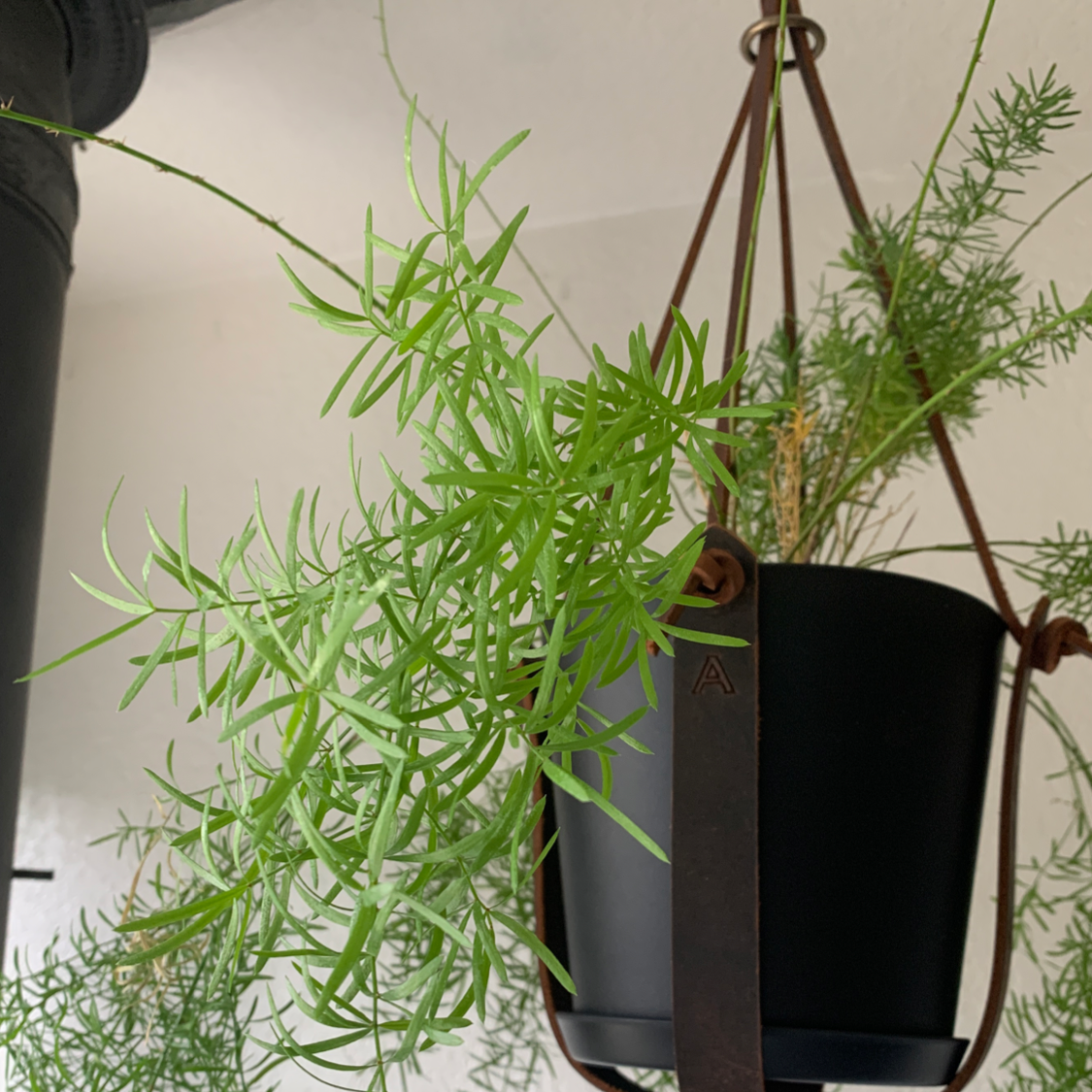 Hanging potted Sprenger's Asparagus with vibrant green needle-like leaves.