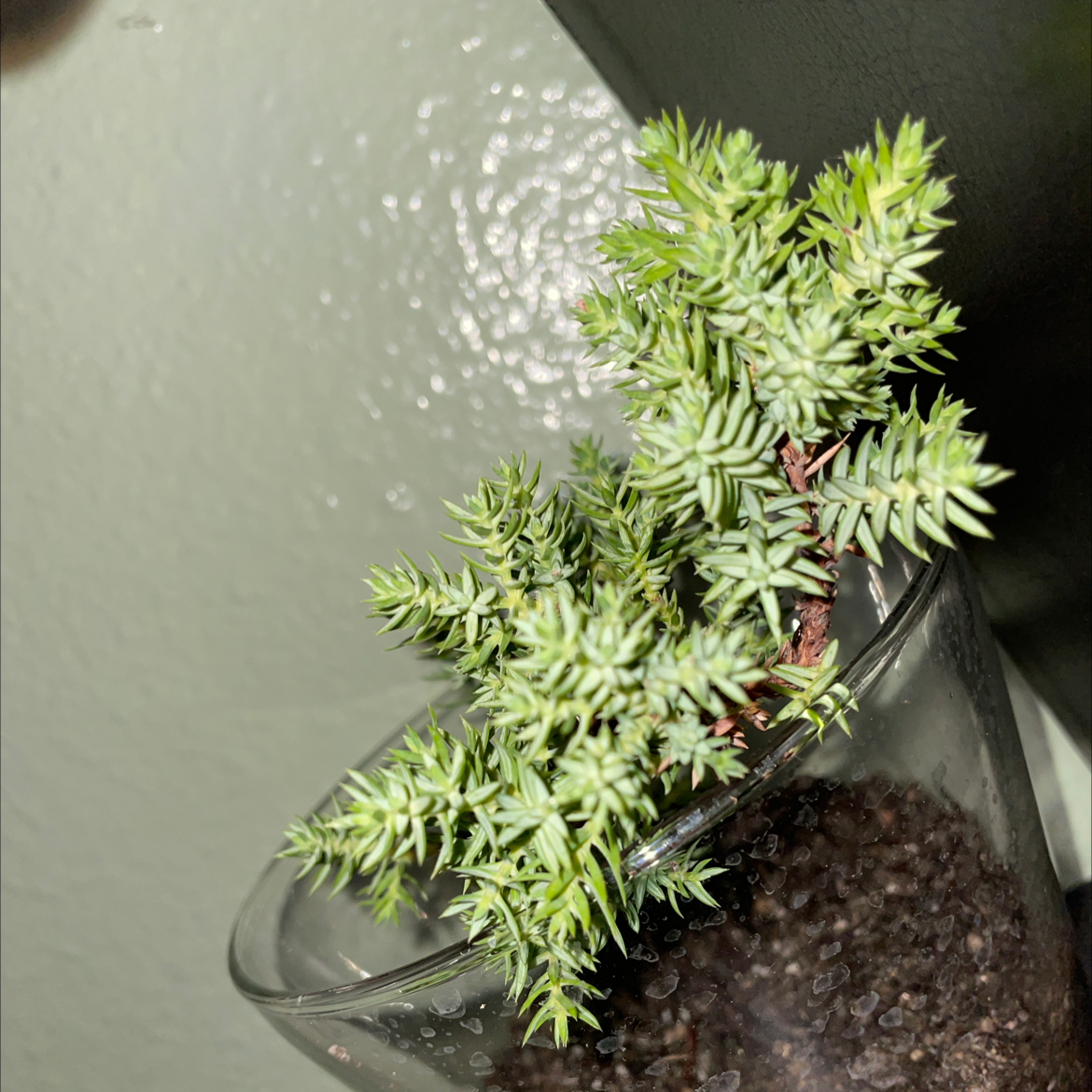 Annual Stonecrop plant in a glass container with visible soil.