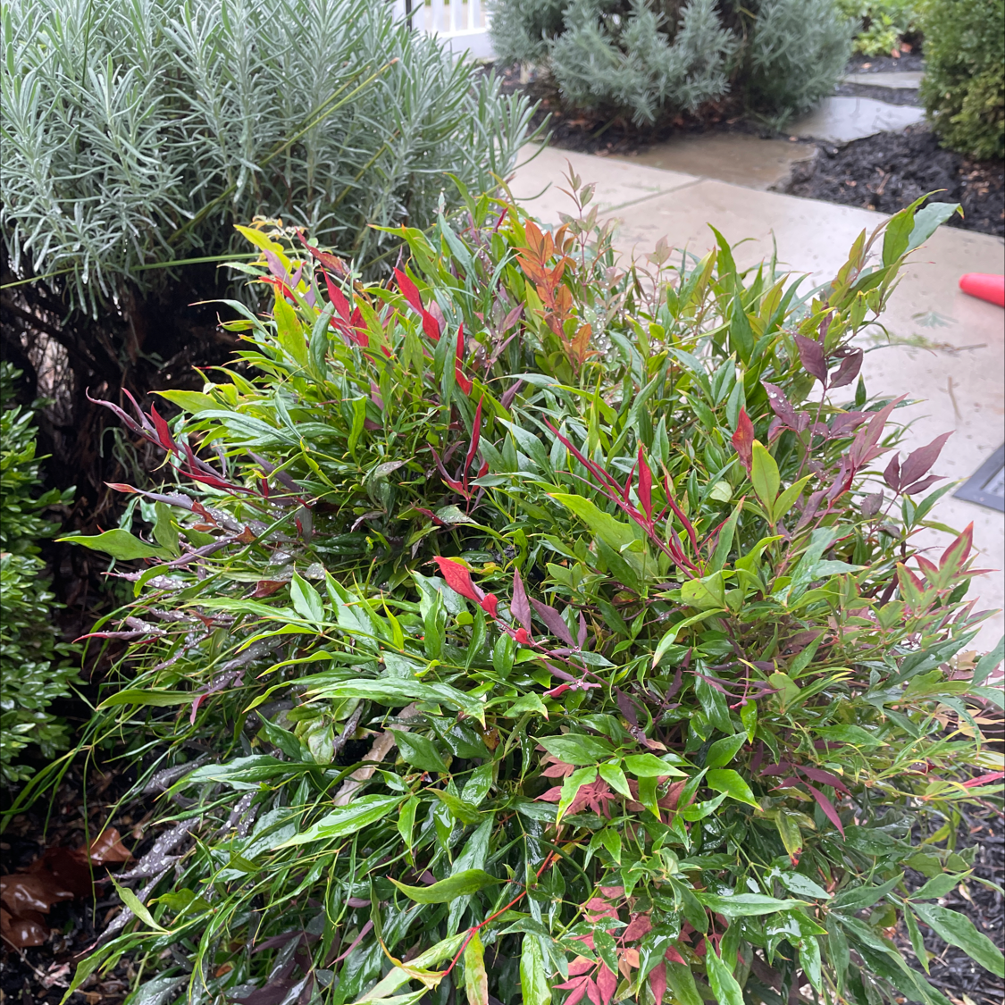 Sacred Bamboo plant with green and red leaves, outdoors with other plants in the background.