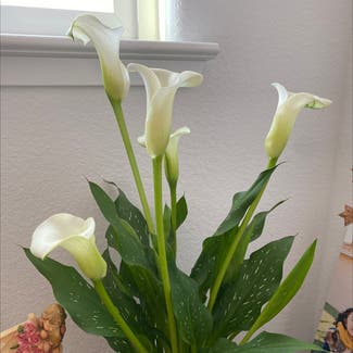 Calla Lily plant in Somewhere on Earth